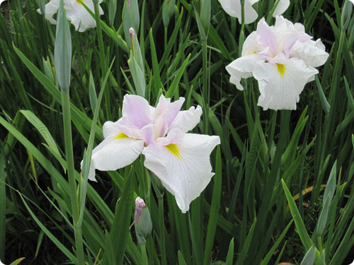 花菖蒲